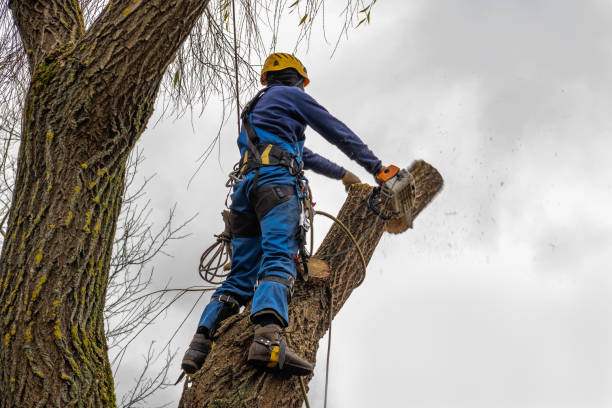 Tree and Shrub Care in Santa Rosa Valley, CA