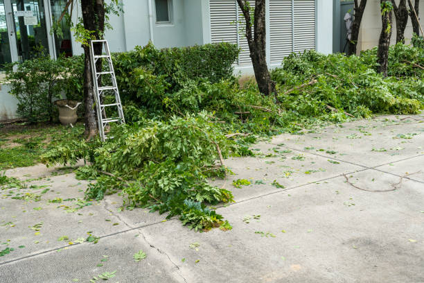 Professional Tree Care Services in Santa Rosa Valley, CA