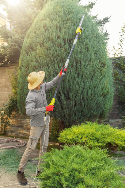 How Our Tree Care Process Works  in  Santa Rosa Valley, CA